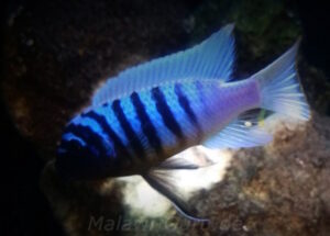 Metriaclima fainzilberi 'Charo'