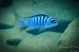 Metriaclima fainzilberi 'Chewere'