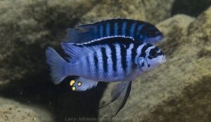 Metriaclima fainzilberi 'Chewere'