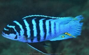 Metriaclima fainzilberi 'Chilumba Harbour'