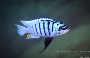 Metriaclima fainzilberi 'Chirwa Island'