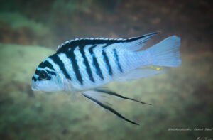 Metriaclima fainzilberi 'Chitande Island'