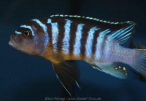 Metriaclima fainzilberi 'Chitimba Bay'