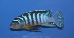 Metriaclima fainzilberi 'Chitimba Bay'