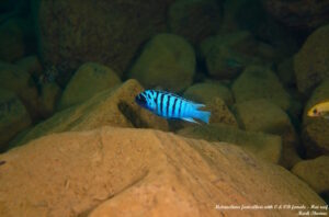 Metriaclima fainzilberi 'Hai Reef'