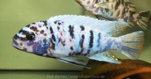 Metriaclima fainzilberi 'Hai Reef'