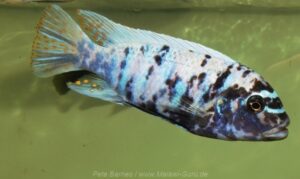 Metriaclima fainzilberi 'Hai Reef'