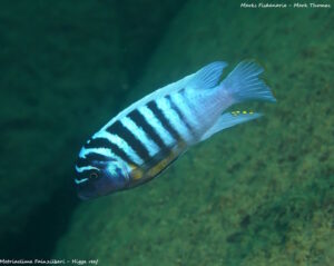 Metriaclima fainzilberi 'Higga Reef'