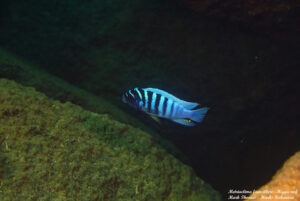 Metriaclima fainzilberi 'Higga Reef'