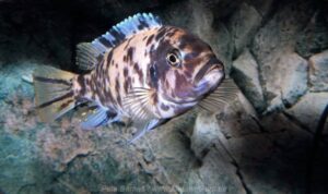 Metriaclima fainzilberi 'Hongi Island'