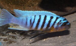 Metriaclima fainzilberi 'Hora Mhango'