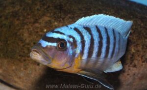 Metriaclima fainzilberi 'Hora Mhango'