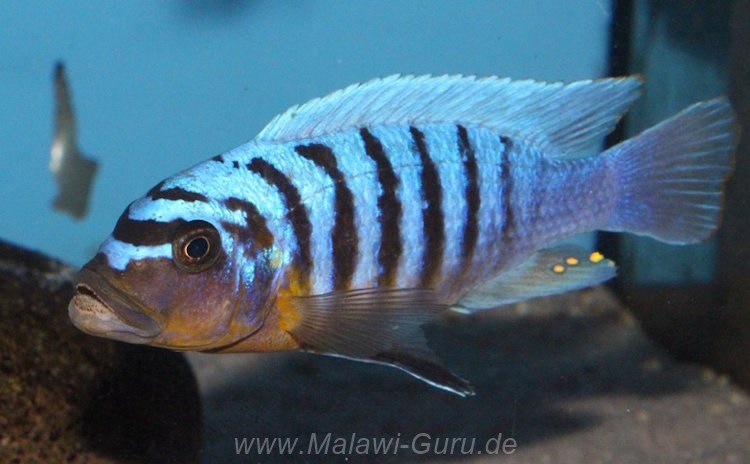 Metriaclima fainzilberi