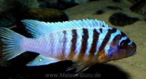 Metriaclima fainzilberi 'Ikombe'