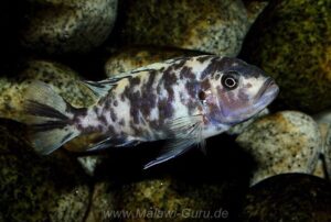 Metriaclima fainzilberi 'Ikombe'