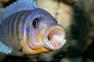 Metriaclima fainzilberi 'Ikombe'