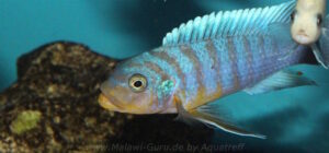 Metriaclima fainzilberi 'Kirondo'