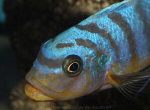 Metriaclima fainzilberi 'Kirondo'