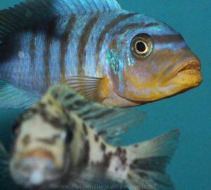 Metriaclima fainzilberi 'Kirondo'