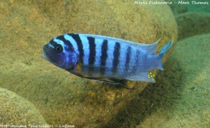 Metriaclima fainzilberi 'Lifuma'