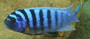 Metriaclima fainzilberi 'Lifuma'