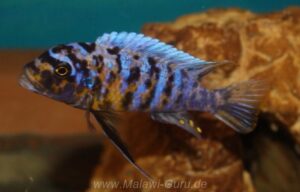 Metriaclima fainzilberi 'Lukuyusi'