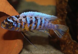 Metriaclima fainzilberi 'Lukuyusi'