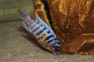 Metriaclima fainzilberi 'Lukuyusi'