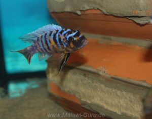 Metriaclima fainzilberi 'Lukuyusi'