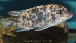 Metriaclima fainzilberi 'Lundo Island'