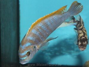 Metriaclima fainzilberi 'Lundo Island'