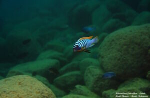 Metriaclima fainzilberi 'Lundo Island'