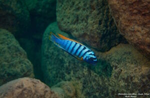 Metriaclima fainzilberi 'Lundo Island'