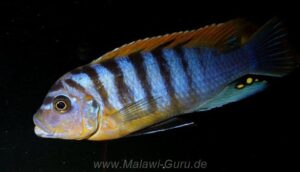 Metriaclima fainzilberi 'Lundo Island'