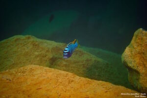 Metriaclima fainzilberi 'Lundu'