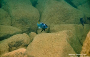 Metriaclima fainzilberi 'Lundu'