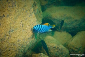 Metriaclima fainzilberi 'Lundu'