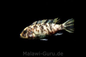 Metriaclima fainzilberi 'Lupingu'