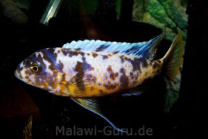 Metriaclima fainzilberi 'Lupingu'