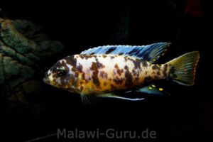 Metriaclima fainzilberi 'Lupingu'