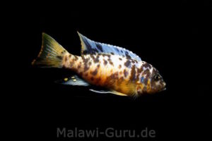 Metriaclima fainzilberi 'Lupingu'