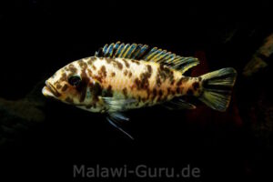 Metriaclima fainzilberi 'Lupingu'