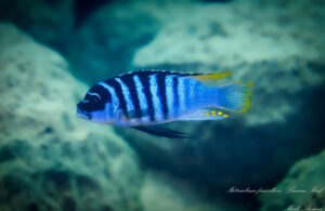 Metriaclima fainzilberi 'Luwino Reef'