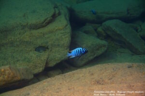 Metriaclima fainzilberi 'Magunga'