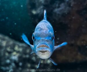 Metriaclima fainzilberi 'Maison Reef'