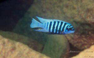 Metriaclima fainzilberi 'Maison Reef'