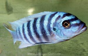 Metriaclima fainzilberi 'Maison Reef'