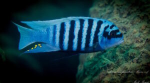 Metriaclima fainzilberi 'Maison Reef'