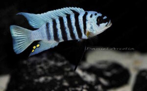 Metriaclima fainzilberi 'Maison Reef'