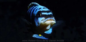 Metriaclima fainzilberi 'Maison Reef'